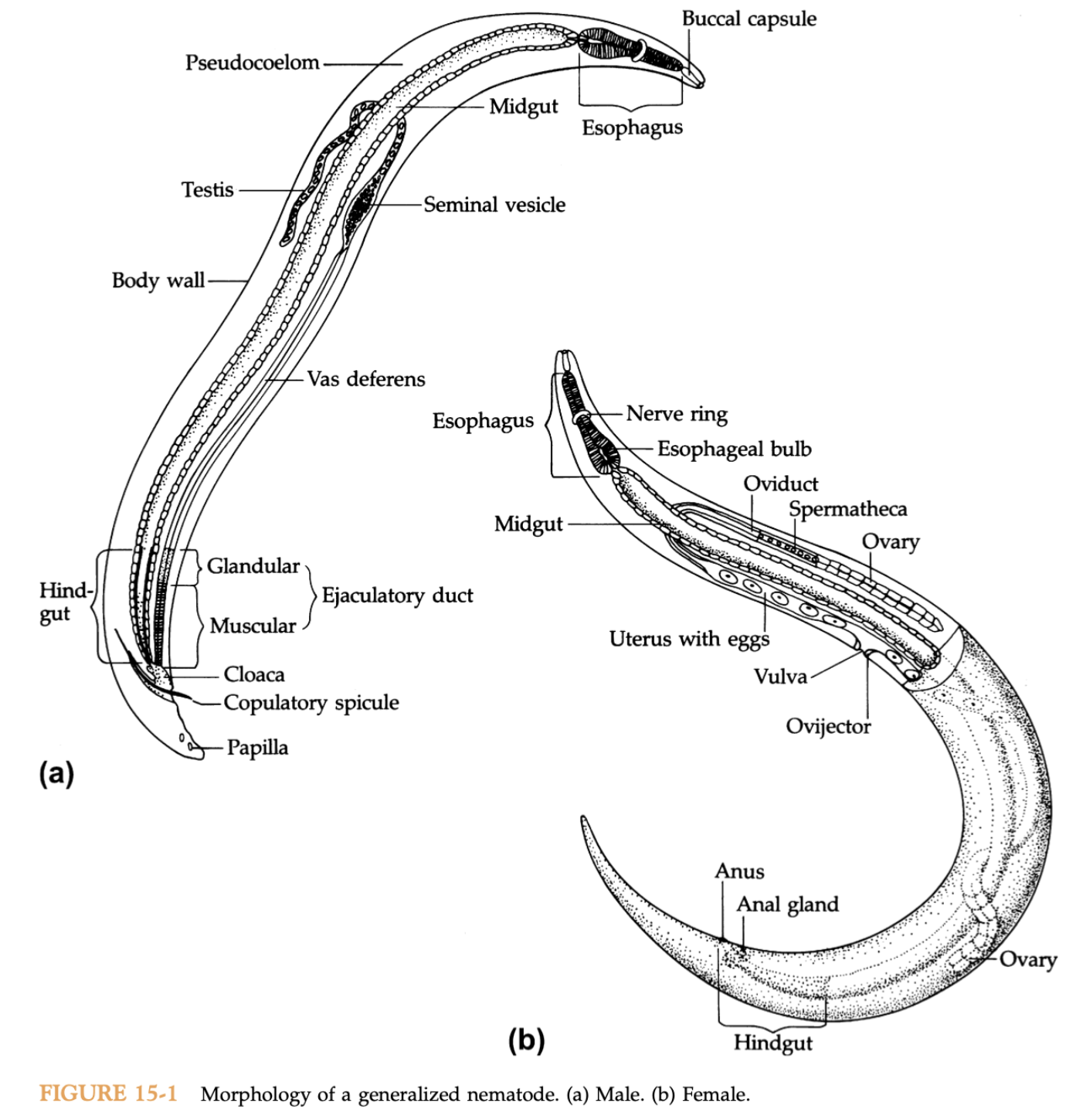 nematode-morphology.png