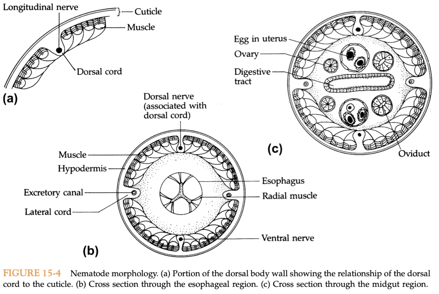 Nematode 索间区.png